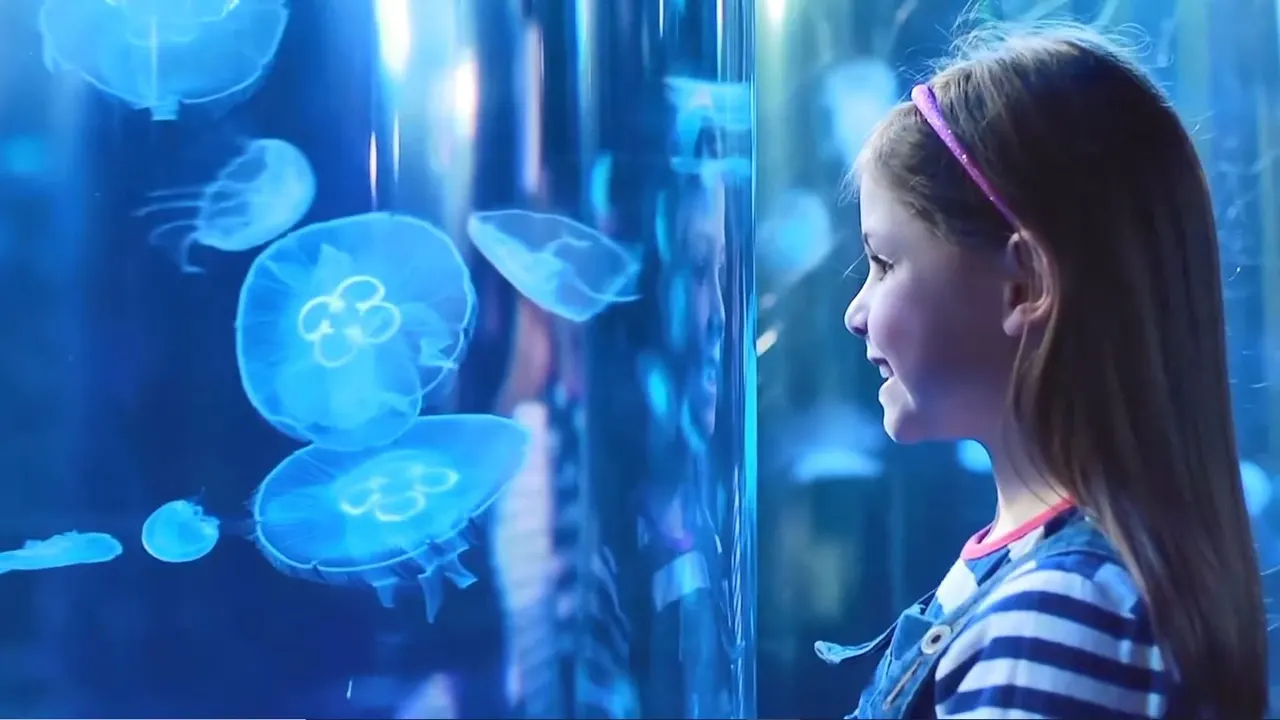 Child watching illuminated jellyfish swimming behind glass at an aquarium tank.