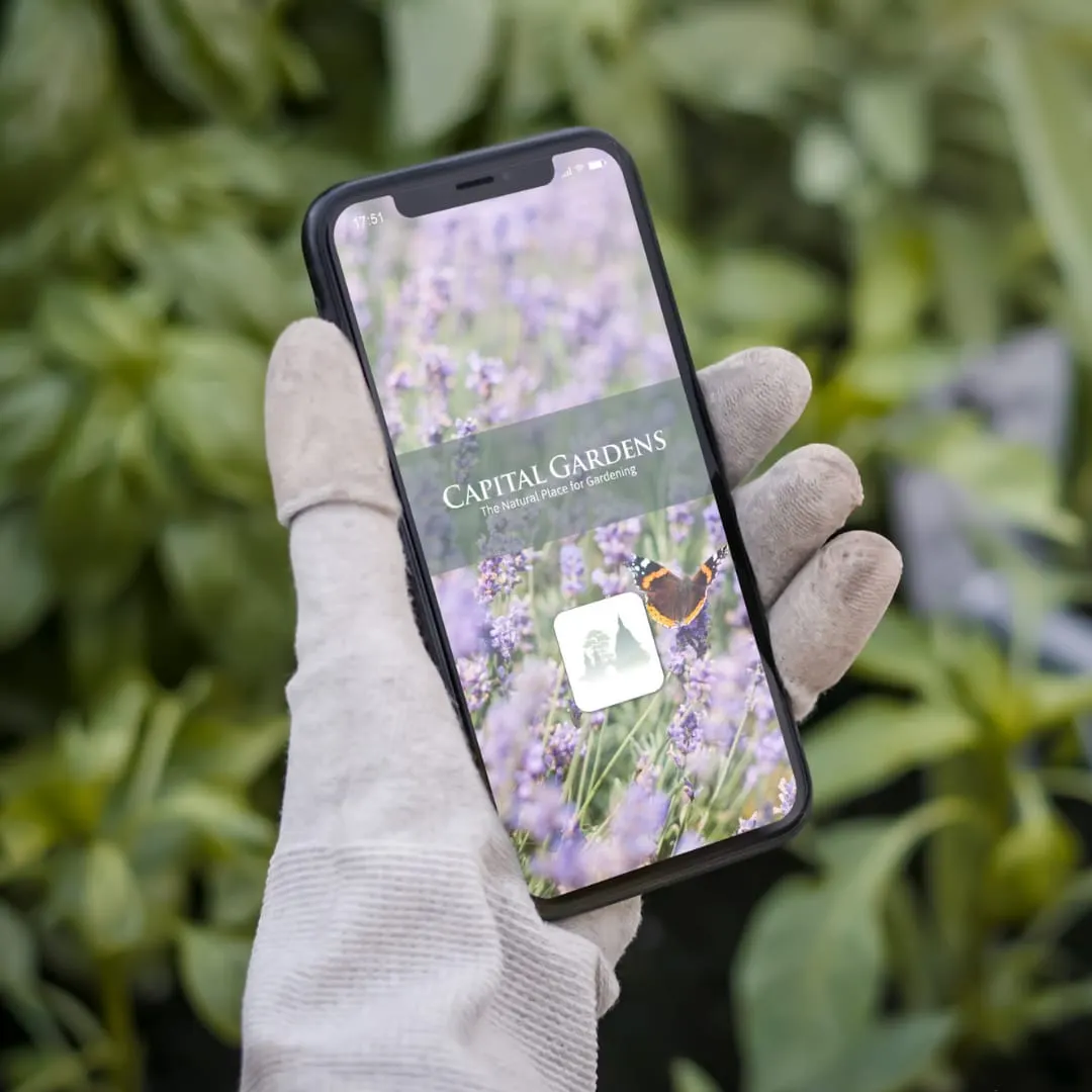 Hand in gloved fingers holding smartphone displaying Capital Gardens app, with lavender flowers and butterfly on screen, against blurred green foliage background.