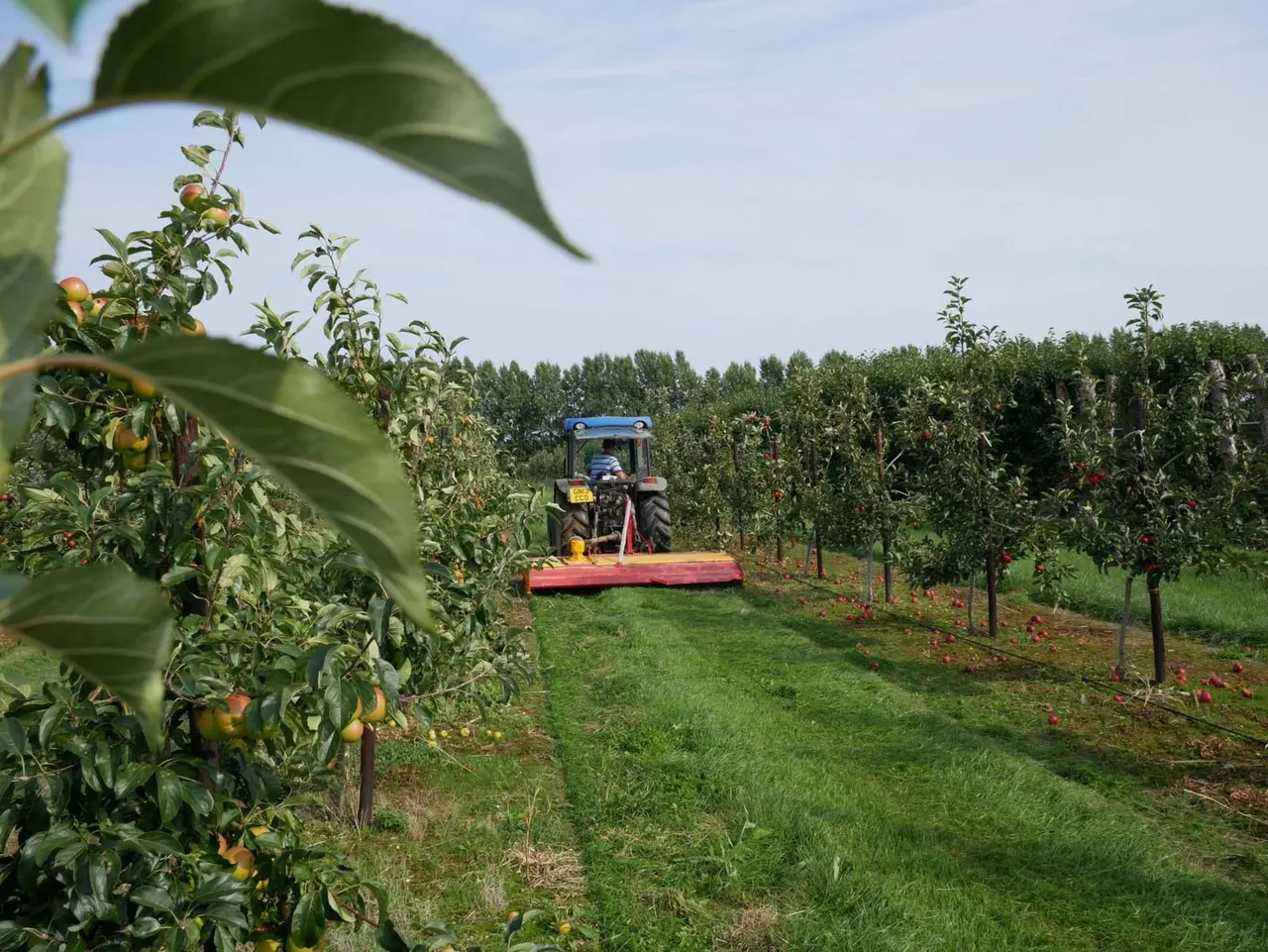 A tractor with a mower works through rows of fruit trees in an orchard on a sunny day.