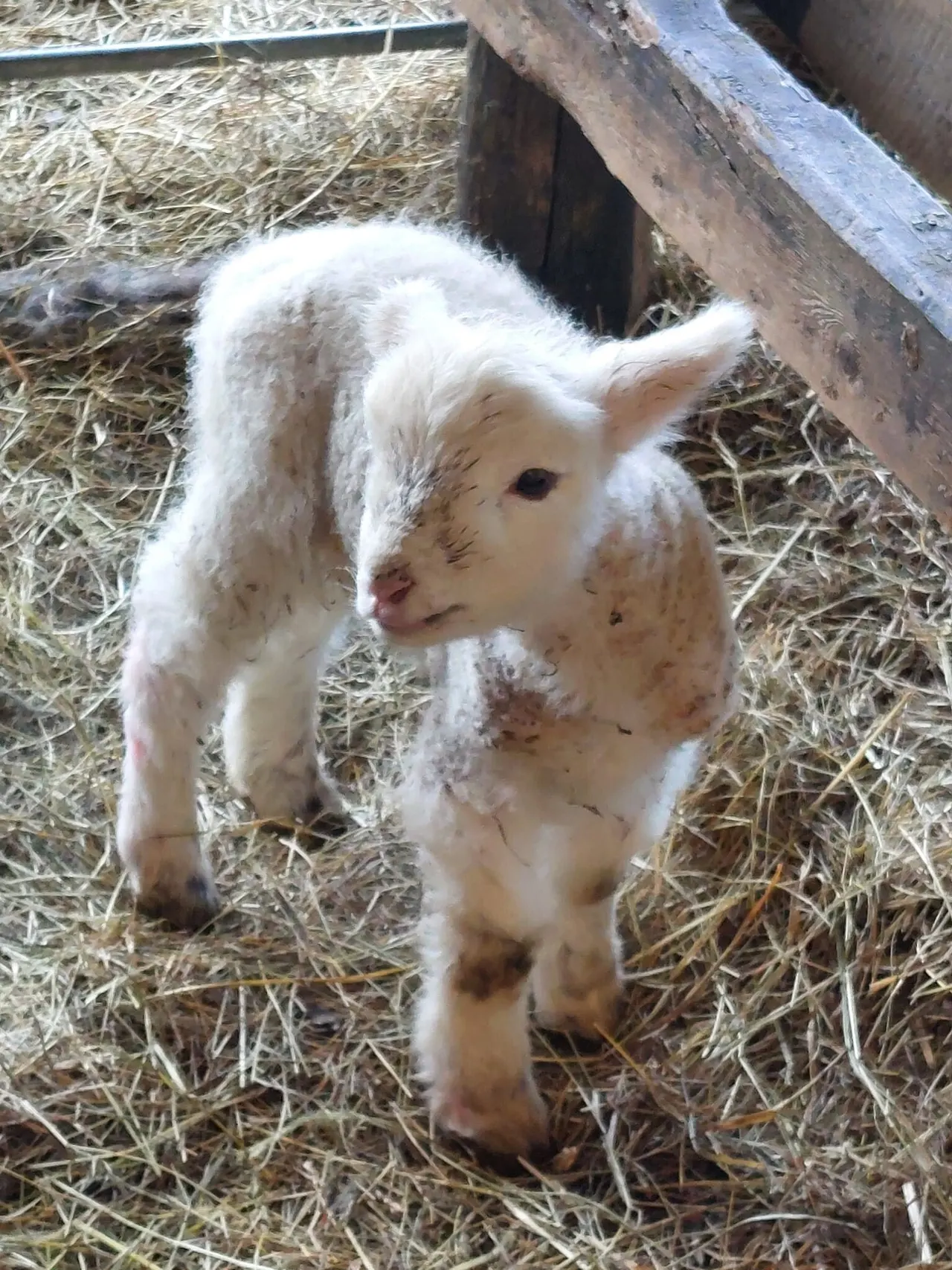 White kid goat standing on straw in an enclosure with wooden fencing.