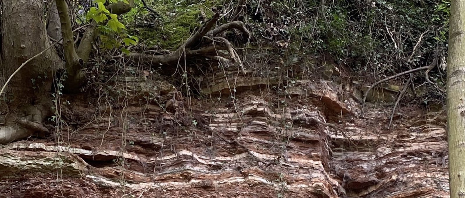 Clifton Woods