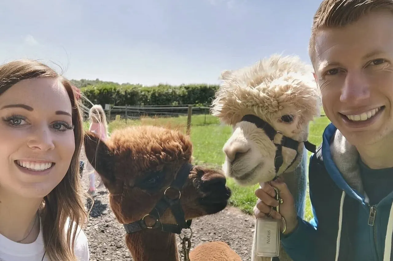 Two people pose with a brown alpaca and a cream-coloured alpaca on leads in a sunny farmyard setting.