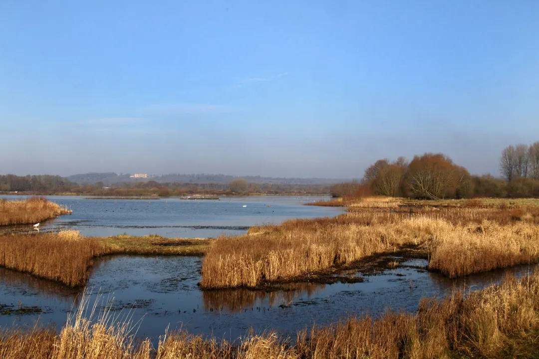 Wetland landscape with reed beds, open water, and distant trees under clear sky.