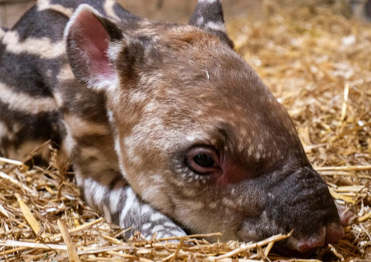 A young goat with brown and white markings stands on straw bedding in an enclosure with other animals visible behind it.
