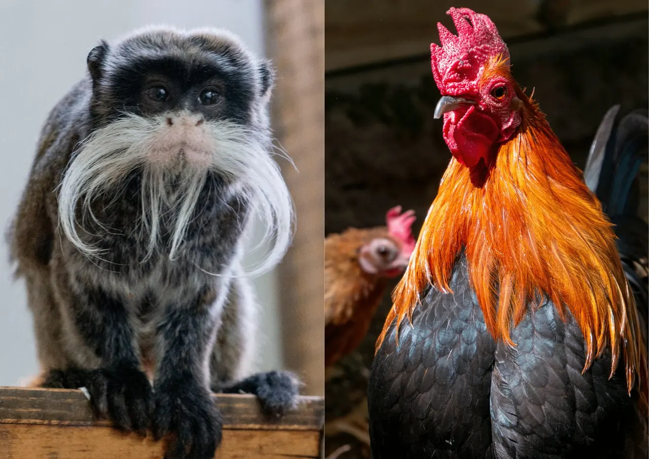 A monkey with distinctive white facial whiskers and a rooster with bright orange and red plumage.