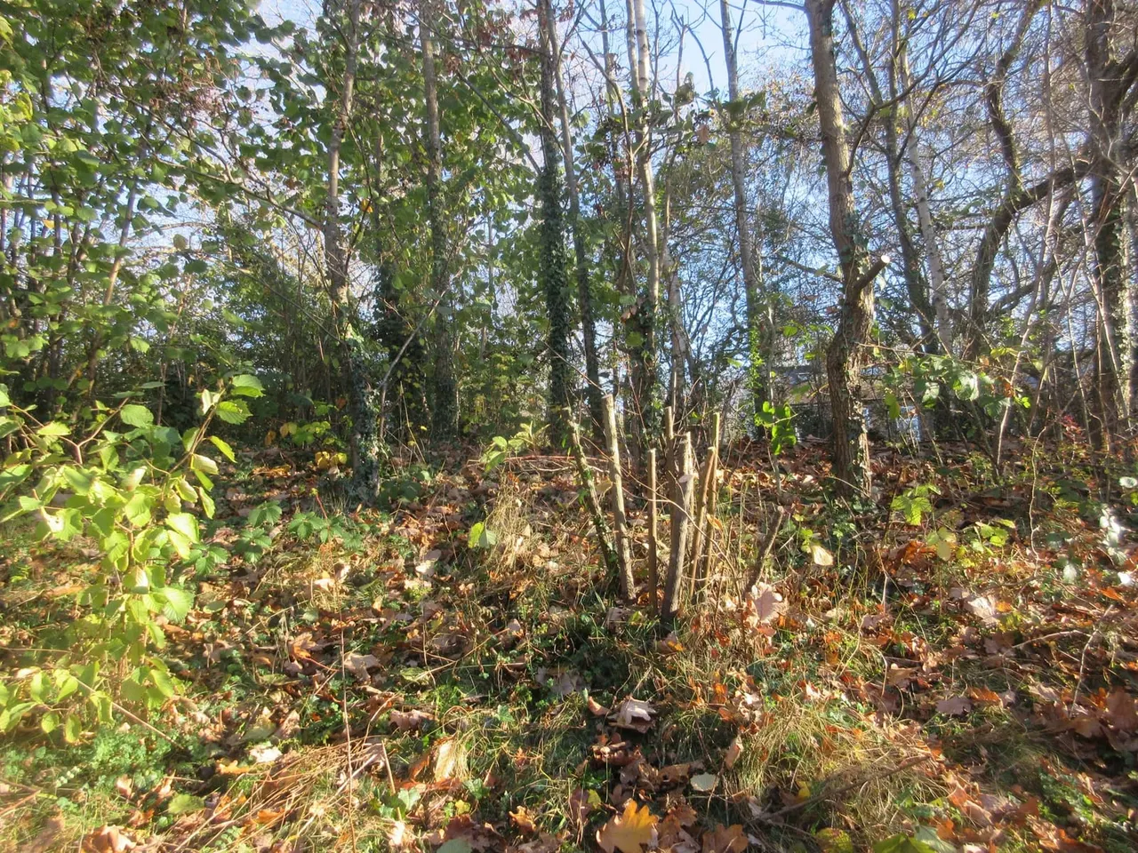 Woodland path through mixed deciduous trees with autumn leaf litter and undergrowth.