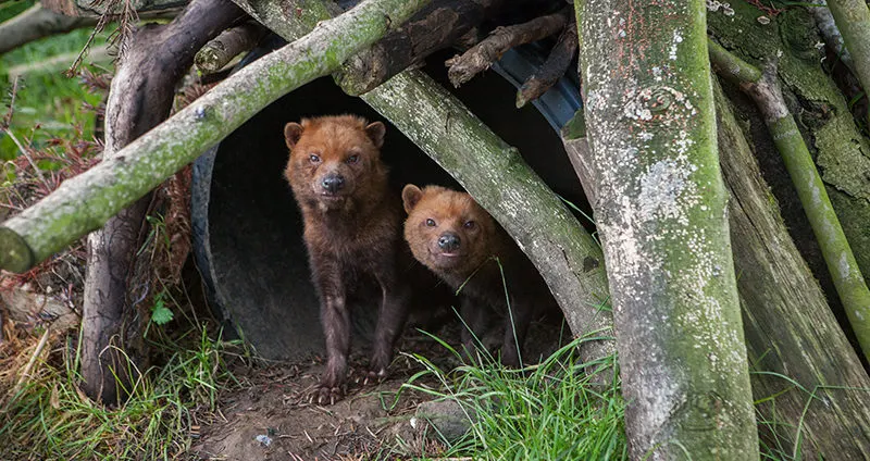 Two brown bears shelter beneath a wooden structure covered with moss and lichen.