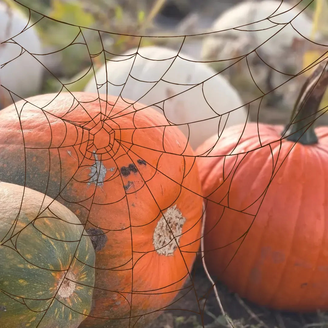 Spider web strung across orange pumpkins in a farm setting.