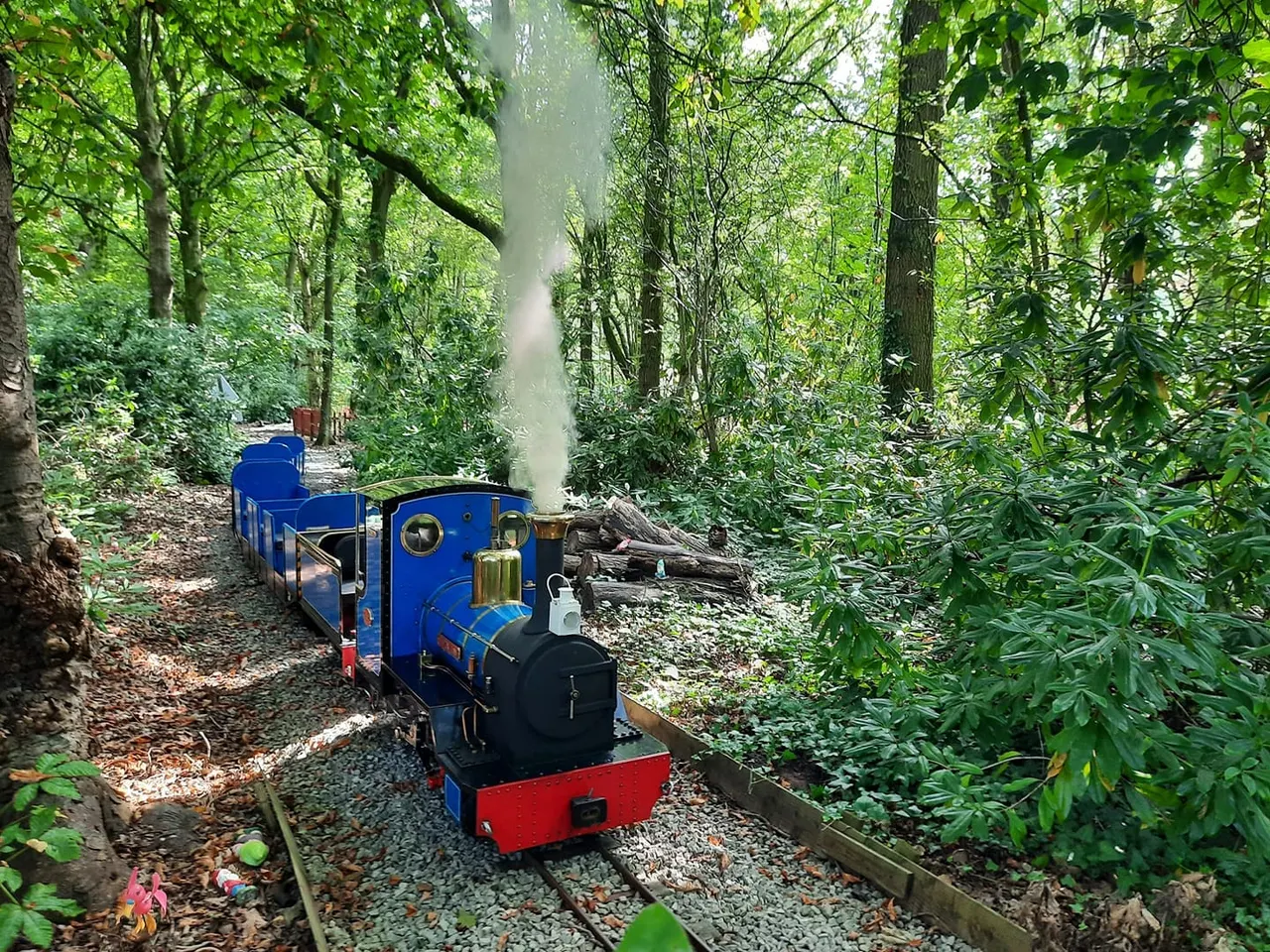 A blue and red miniature steam locomotive travels through a dense, green woodland with steam billowing above it.