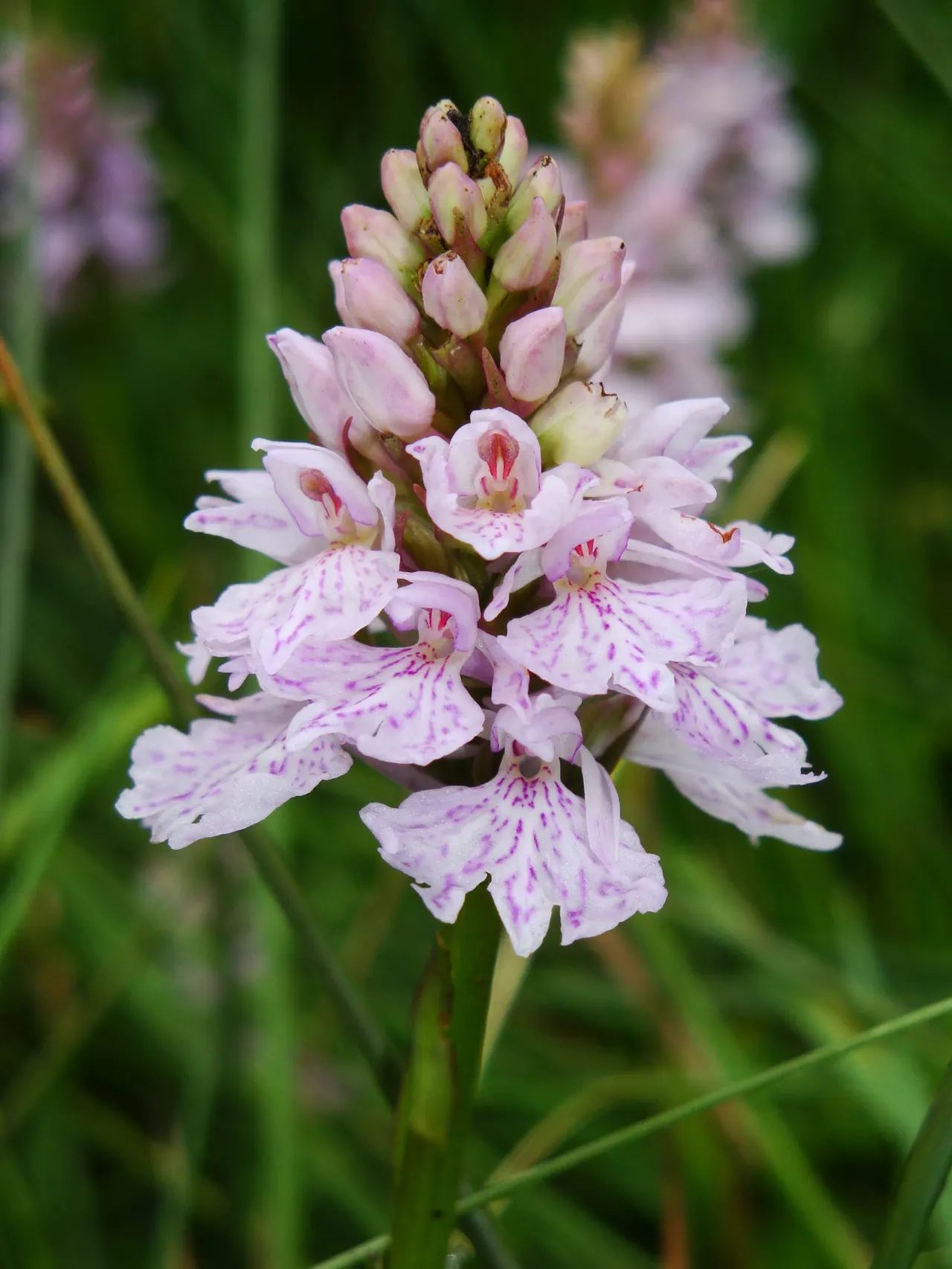 Close-up of pale pink wildflower spike with purple-spotted petals and unopened buds above, surrounded by green foliage.