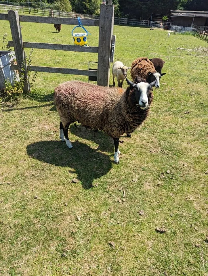 Sheep grazing in a fenced paddock with wooden gates and a toy swing in the background.