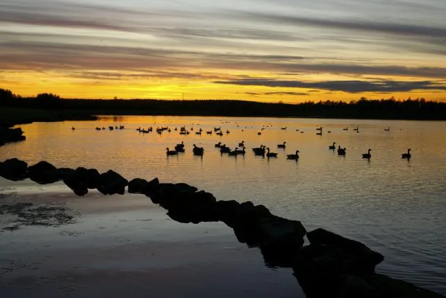 Waterfowl resting on a lake at sunset with silhouetted trees and rocky shoreline in foreground.