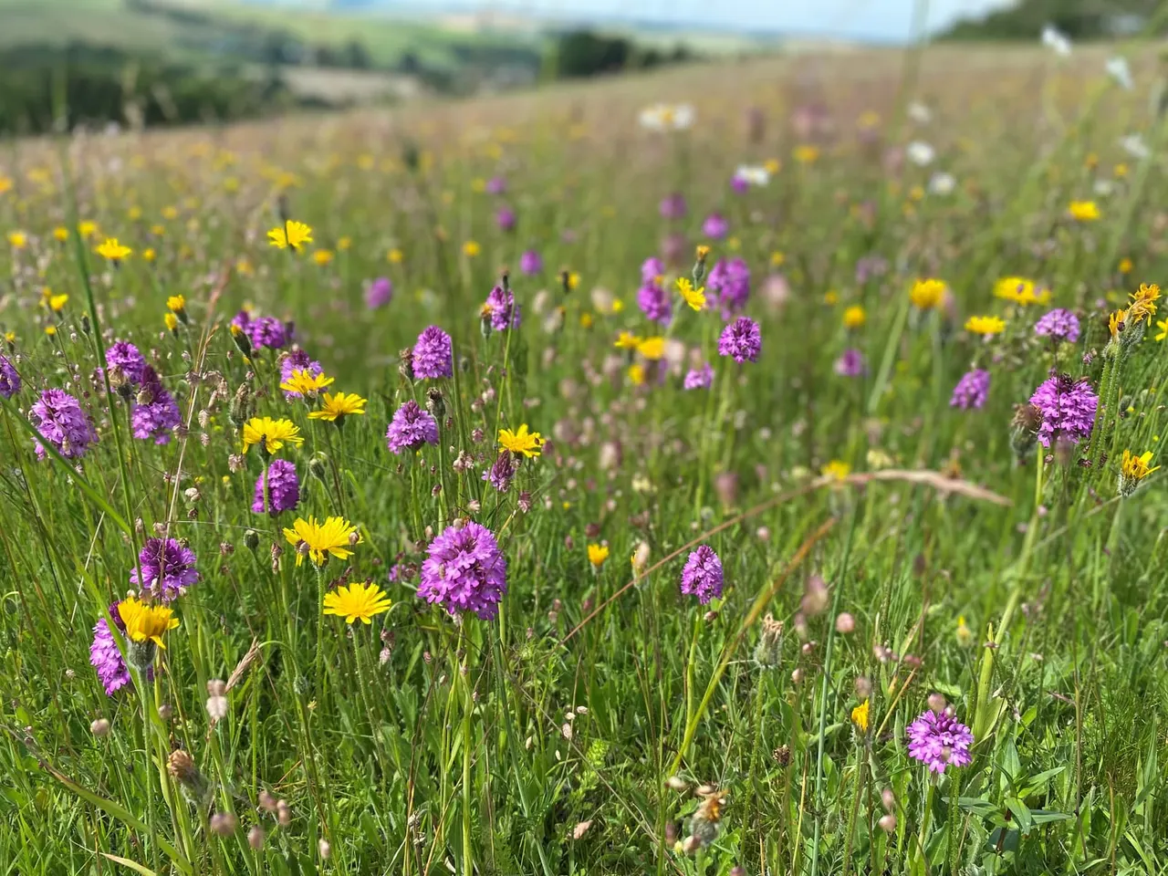 Wildflower meadow with yellow and purple flowers blooming amongst green grass, rolling countryside visible in background.