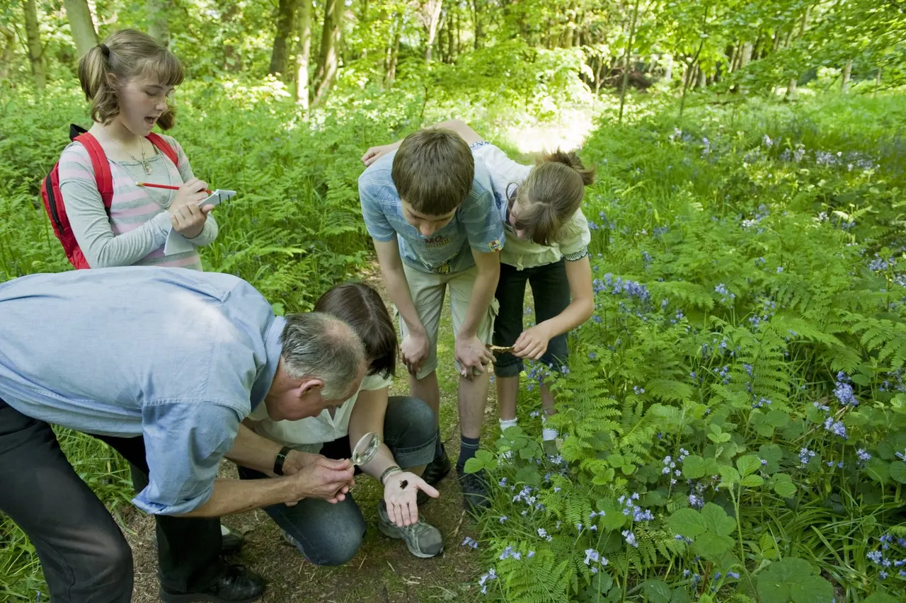 An adult and four children exploring woodland flora with magnifying glasses amongst ferns and blue flowers.