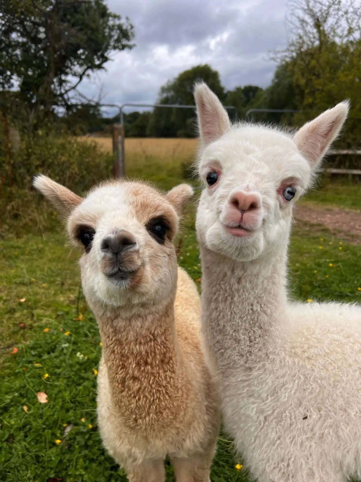 Two alpacas looking at the camera in a grassy paddock with fencing and trees behind.