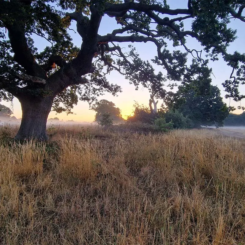 Sunrise over a misty meadow with a large gnarled oak tree in the foreground and dry grassland stretching into the distance.