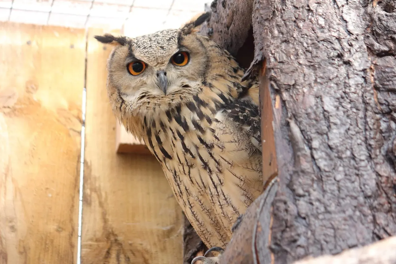 An owl with ear tufts and orange eyes peers out from behind tree bark in an enclosure.