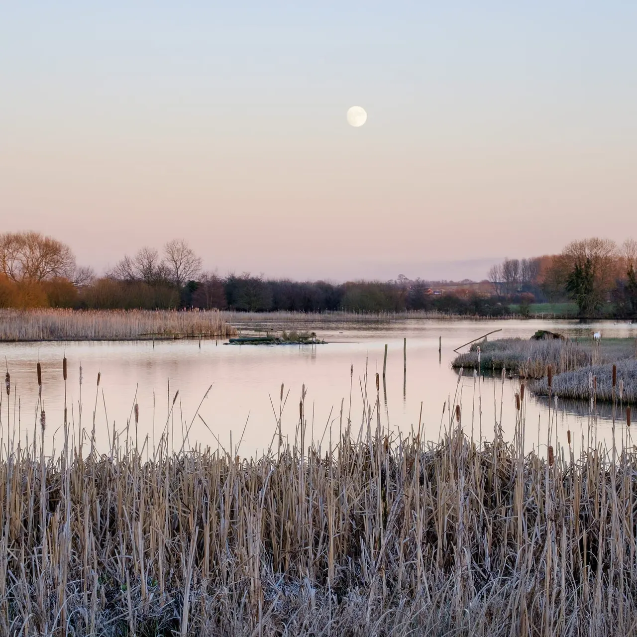 Frost-covered reeds in foreground with a calm wetland lake, bare trees, and the moon rising in a pale dawn sky.