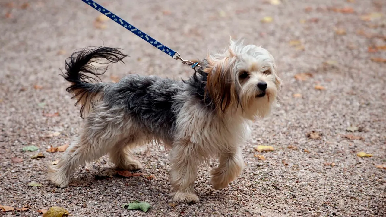 Small dog with long cream and brown coat on a lead, standing on a gravel path.