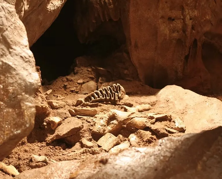 Animal skeleton and bones scattered on sandy cave floor in dim natural light.