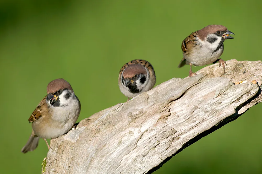 Three small birds perched together on a weathered branch against a green background.