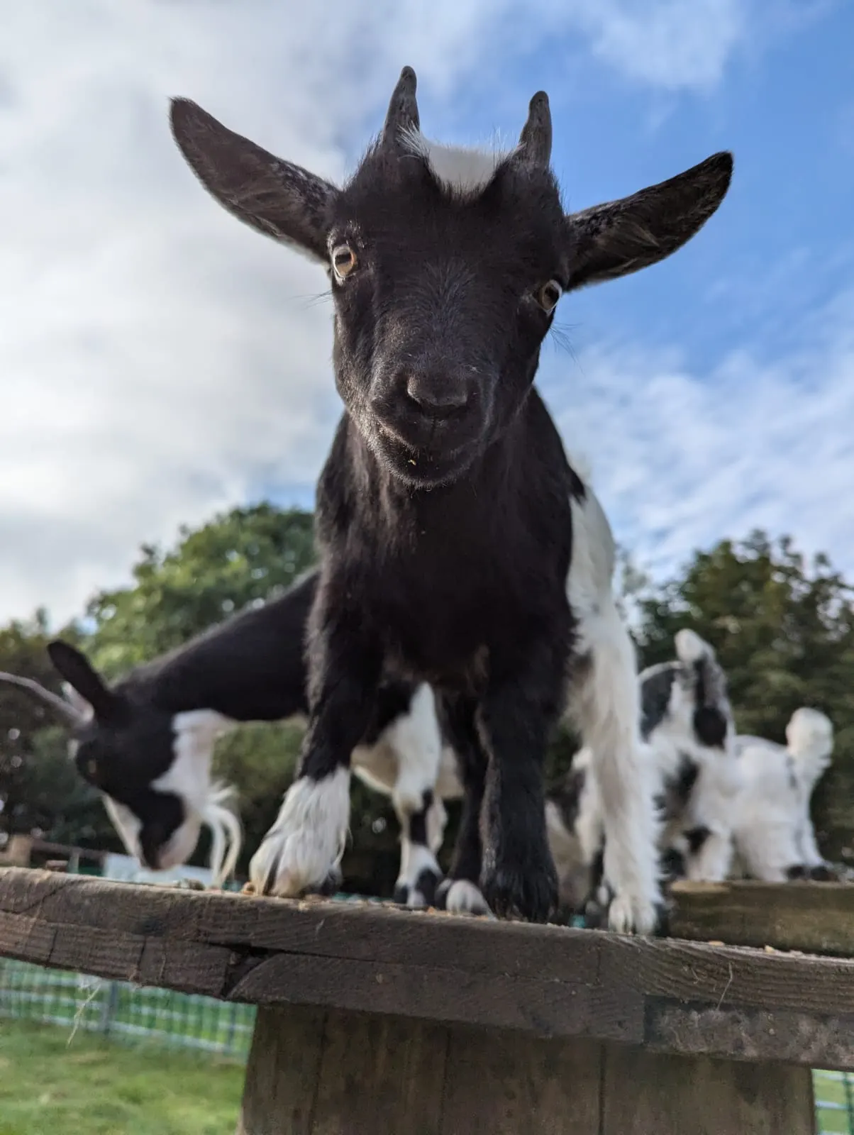 A black and white goat stands on a wooden fence looking directly at the camera, with other goats visible behind it.