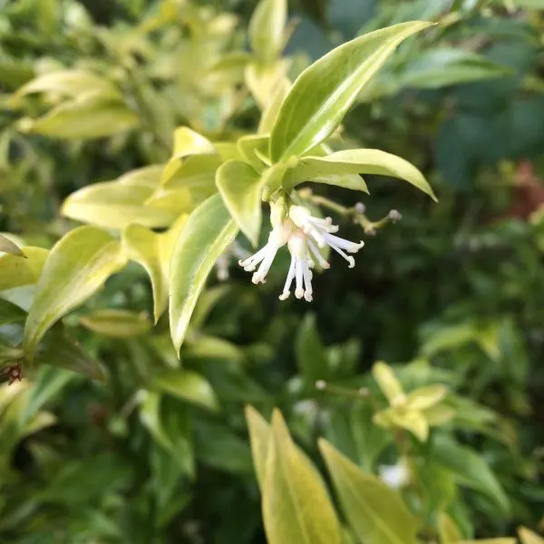 Close-up of delicate white flowers with protruding stamens amongst green foliage in a garden setting.