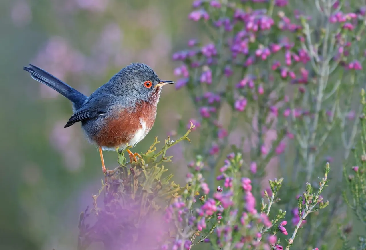 Small bird with grey-blue plumage and orange-red breast perched among purple flowering plants.