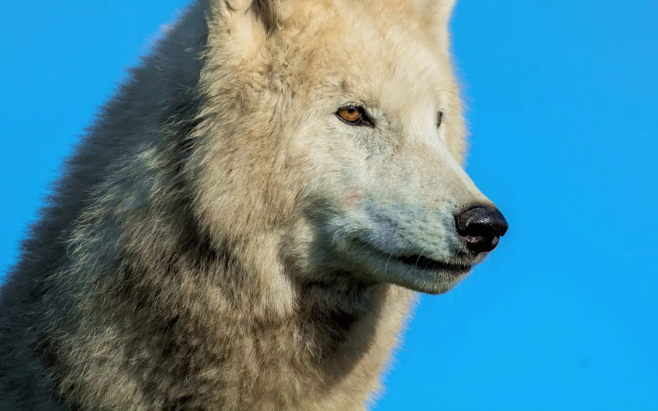 White wolf Toba portrait
