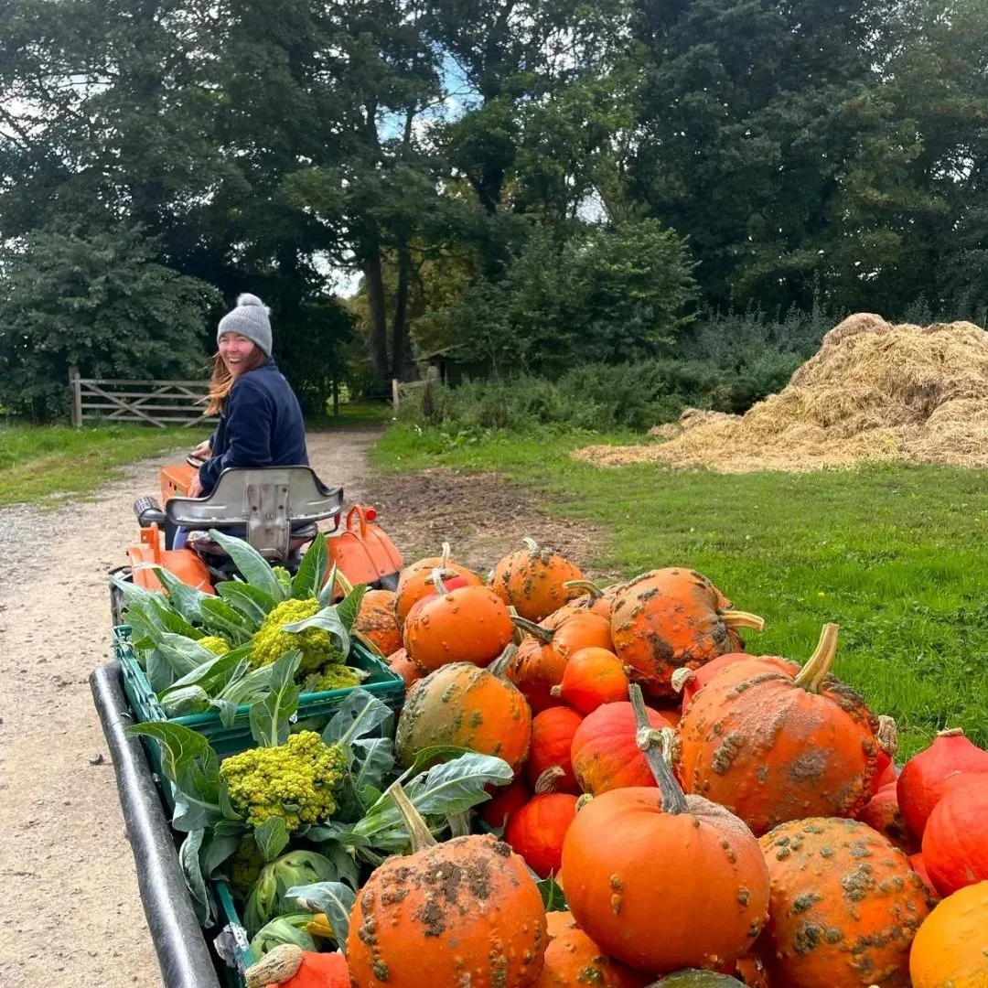 Woman driving orange tractor with trailer laden with pumpkins and cauliflowers in rural farm setting.