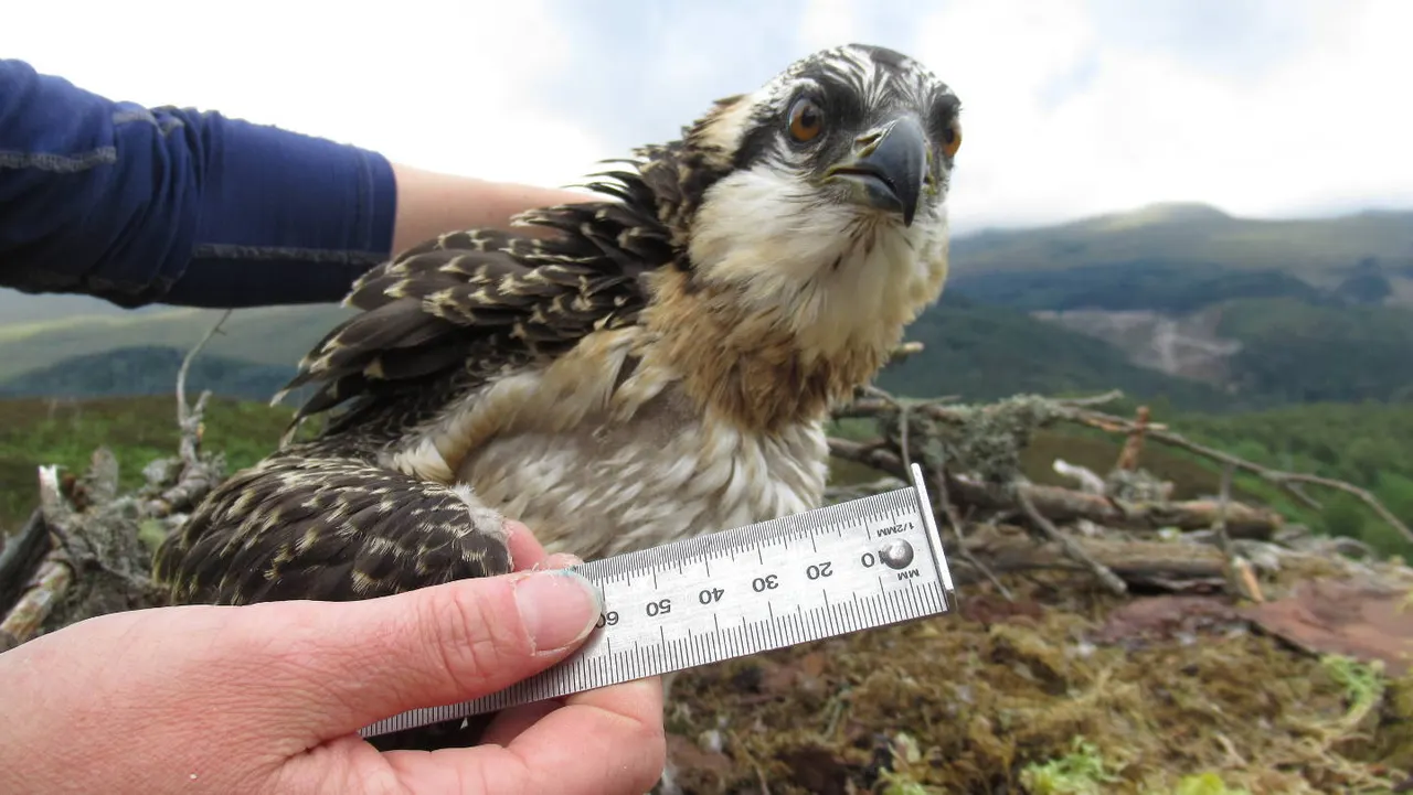 Handler holding a young osprey being measured with a ruler during a bird banding session, hillside landscape behind.