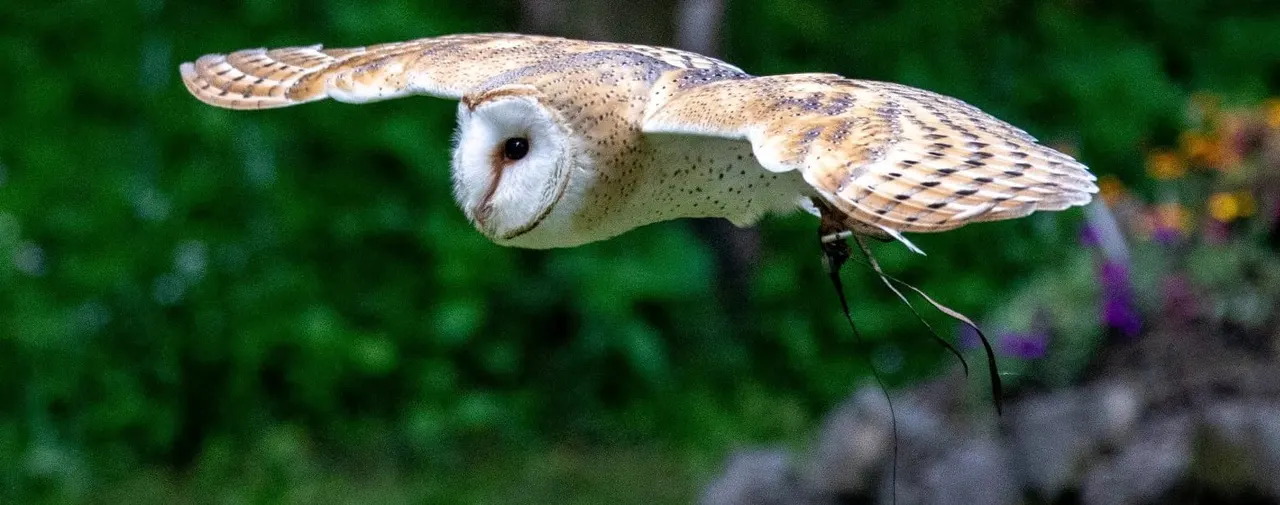 Barn owl in flight with wings spread, hunting over green vegetation and wildflowers.