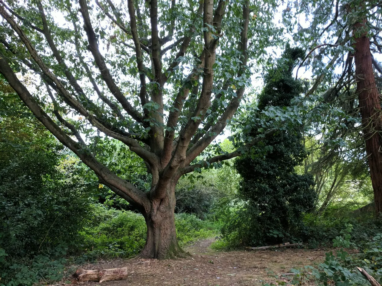 A large spreading tree with thick branches stands in a woodland clearing surrounded by dense green vegetation.