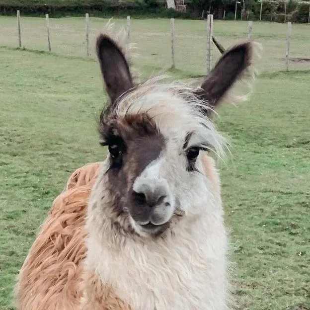 A llama with cream and brown colouring looks directly at the camera in a paddock with fencing.
