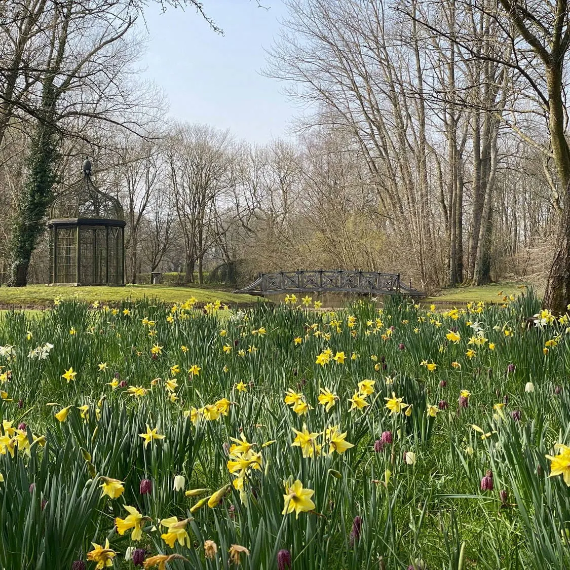Spring garden with daffodils and other flowers blooming in meadow, wooden bridge and gazebo among bare trees.