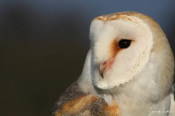 Barn owl with white and buff plumage looking towards camera against blurred background.