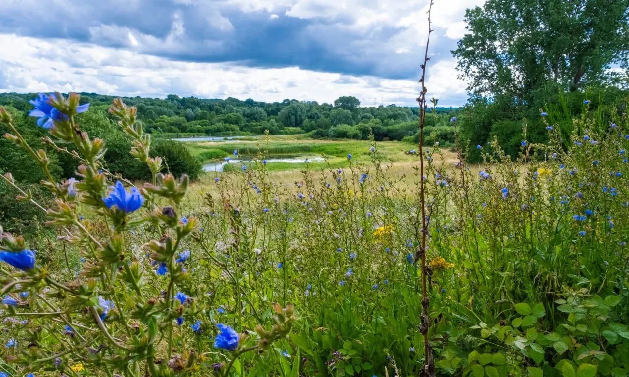 Wildflower meadow with blue flowers in foreground overlooking wetland pools and wooded landscape beyond.