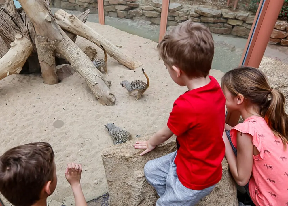 Children watching meerkats in a sandy enclosure with wooden logs and stone walls.