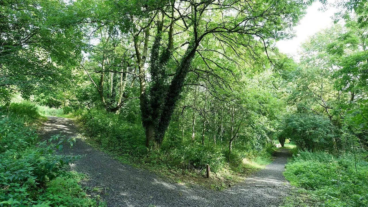 Woodland path winding through dense green trees and undergrowth on a sunny day.