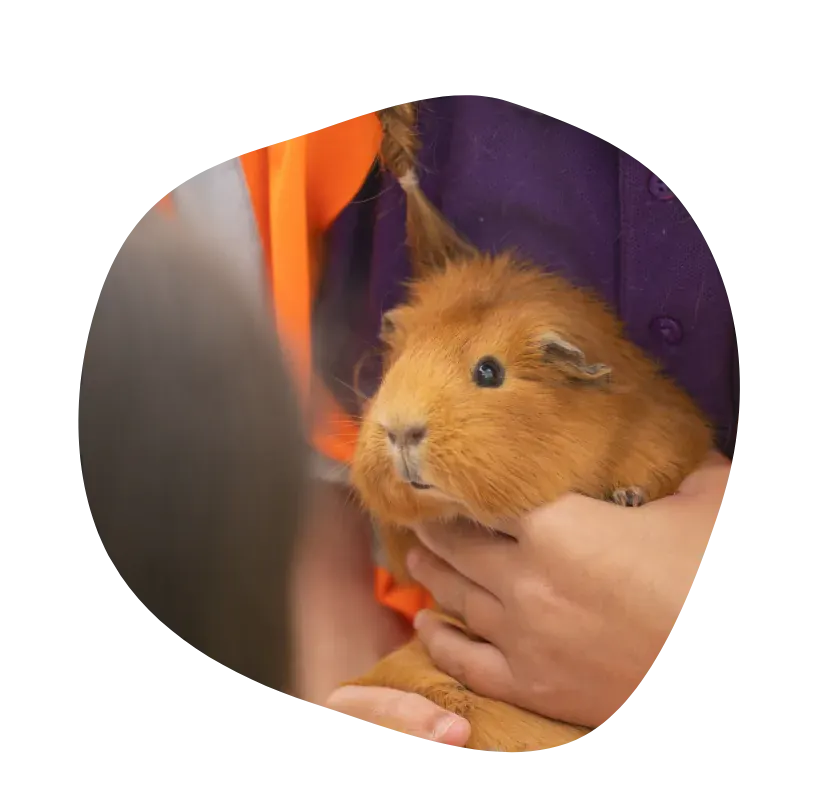 Child holding a brown guinea pig in their hands at the farm.