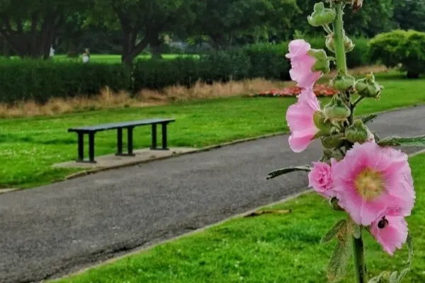 Pink hollyhocks bloom beside a paved path leading to a picnic table in a green park.