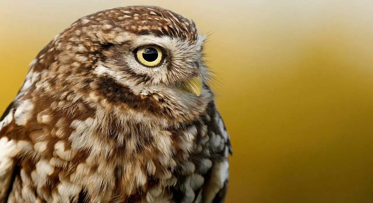 Close-up of a small owl with mottled brown and white plumage and striking yellow eye against a golden background.