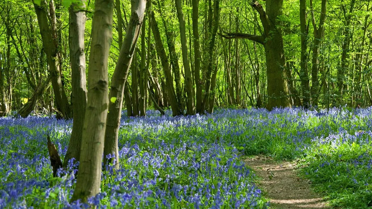 Woodland path lined with tall trees and carpeted with purple bluebells in spring.