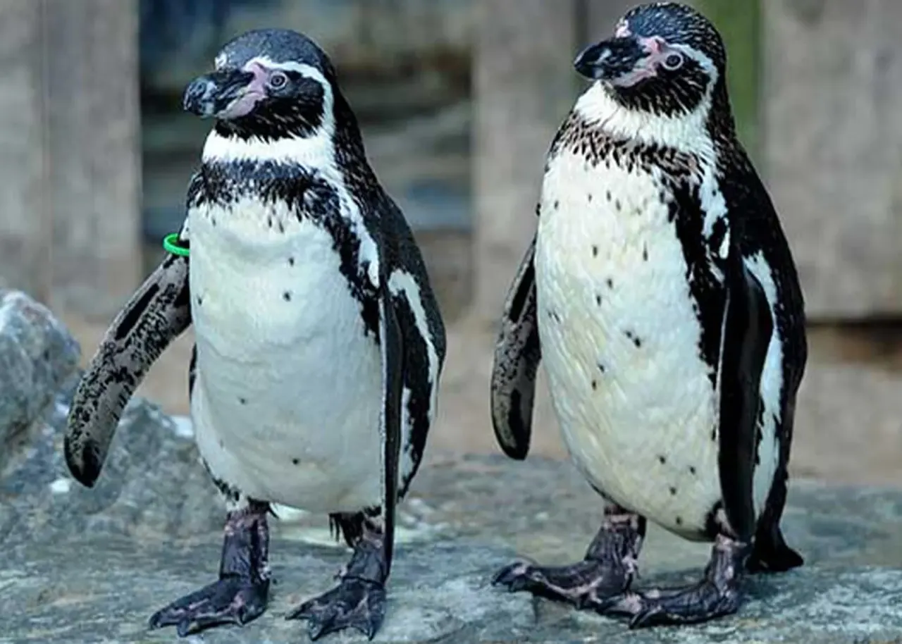 Two penguins with black and white plumage standing on a rocky surface in an indoor enclosure.
