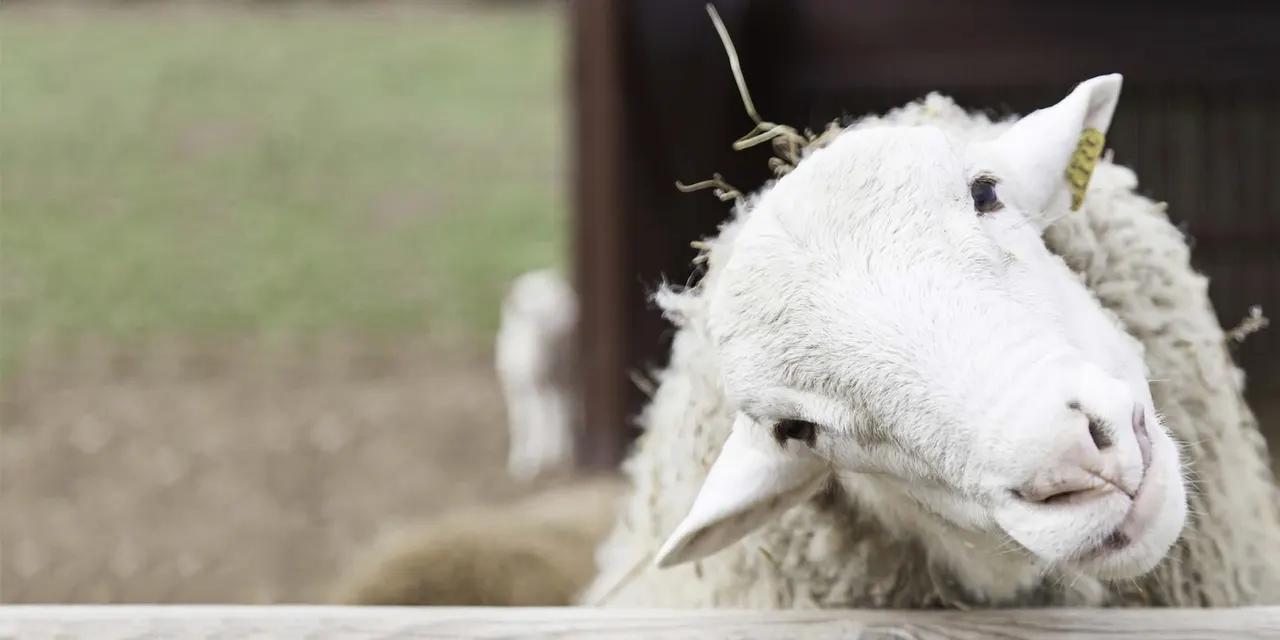 Sheep grazing at Ouseburn Farm city farm