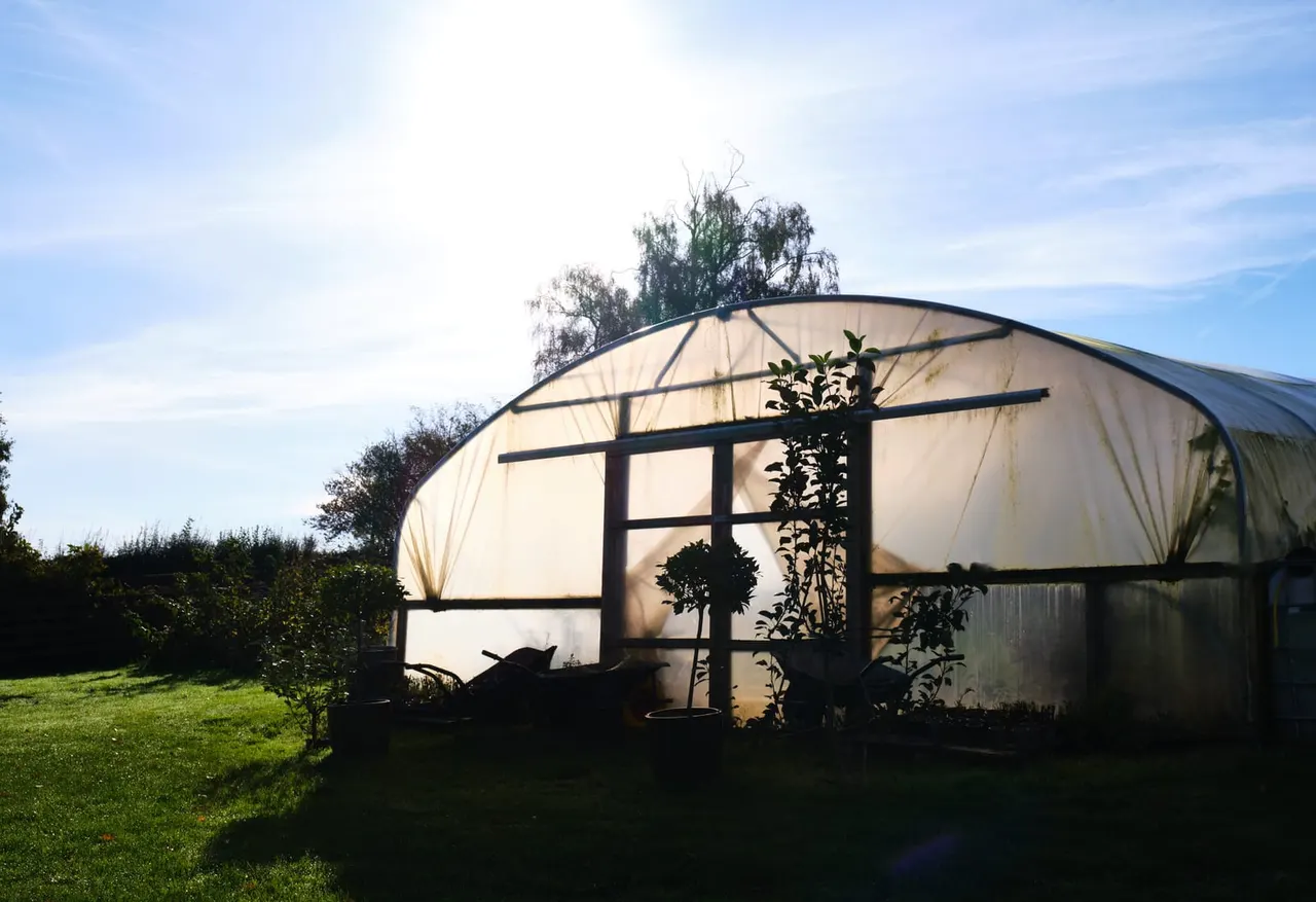 A transparent polytunnel greenhouse with black frame and climbing plants inside, set in a grassy field with trees in the background.
