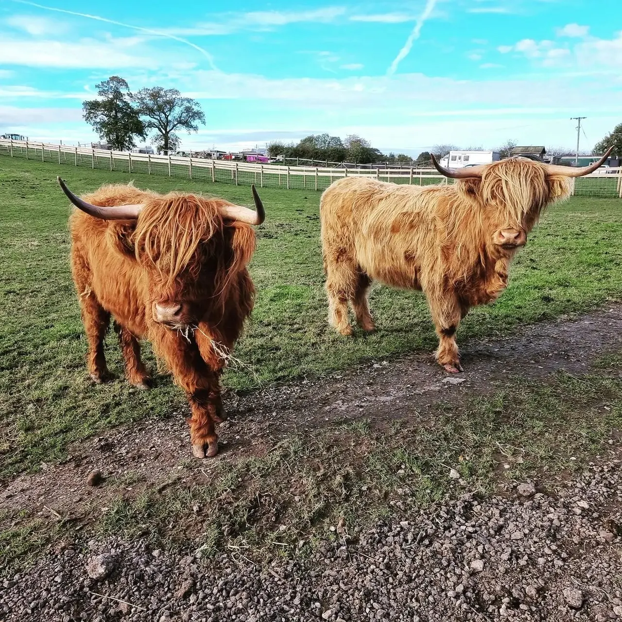 Two Highland cattle with long horns grazing in a paddock under clear blue sky.