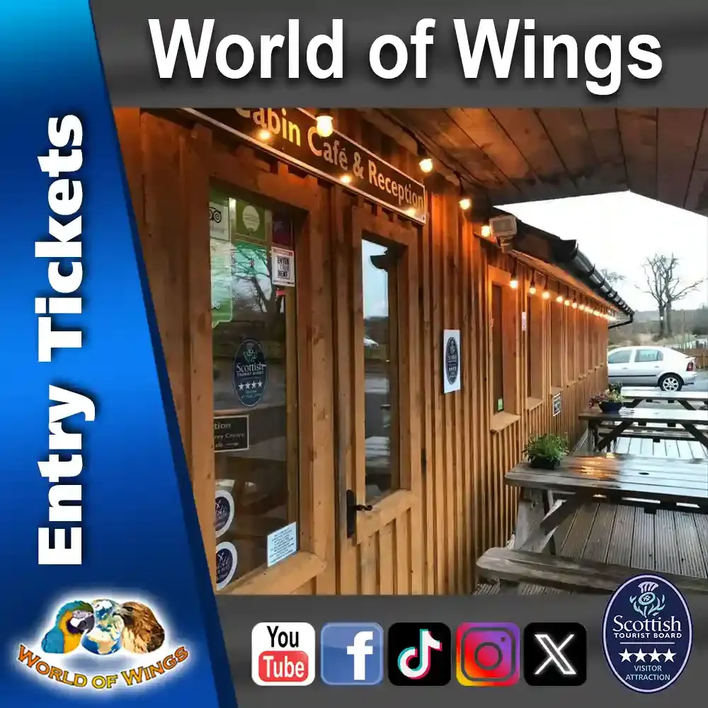 World of Wings