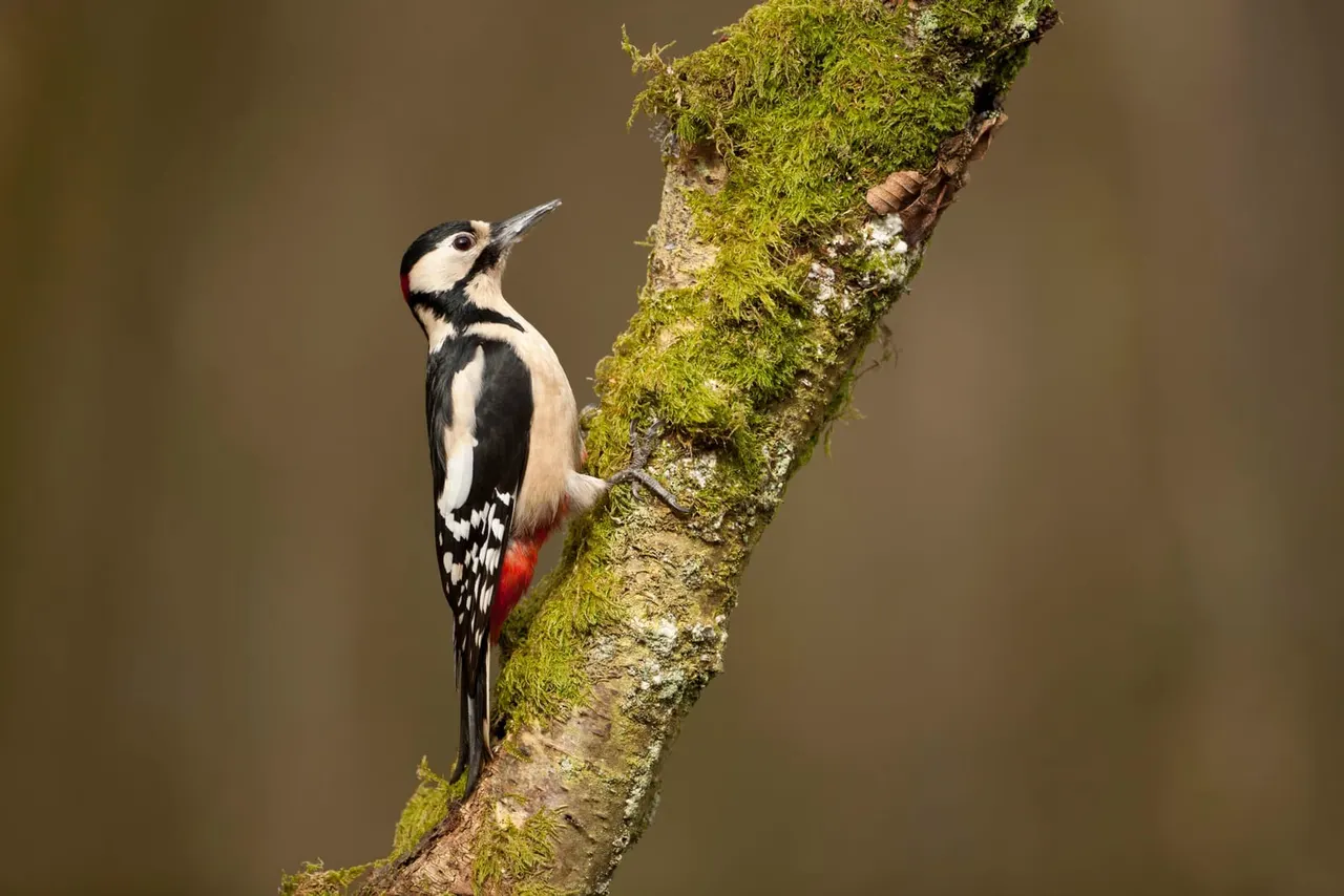 A woodpecker with black and white plumage and red undertail coverts perches on a moss-covered branch.
