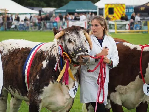 Woman in white coat leading a large brown and white cattle animal wearing decorative ribbons at an outdoor agricultural show.